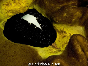 Simple yet beautifull, a Cowrie.
Reminds me of a Pearl i... by Christian Nielsen 